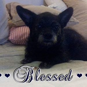 Meet your Posher, Patsy